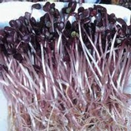 Organic Sango Purple Radish Seeds - 4 g Packet ~300 Seeds - Purple Leaves - Non-GMO, Vegetable, Sprouting and Microgreen Seed