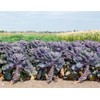 22Day Seeds: Seeds Purple Brussels Sprouts/Cabbage/Non GMO/Heirloom