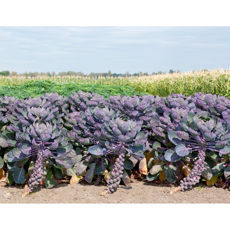 22Day Seeds: Seeds Purple Brussels Sprouts/Cabbage/Non GMO/Heirloom