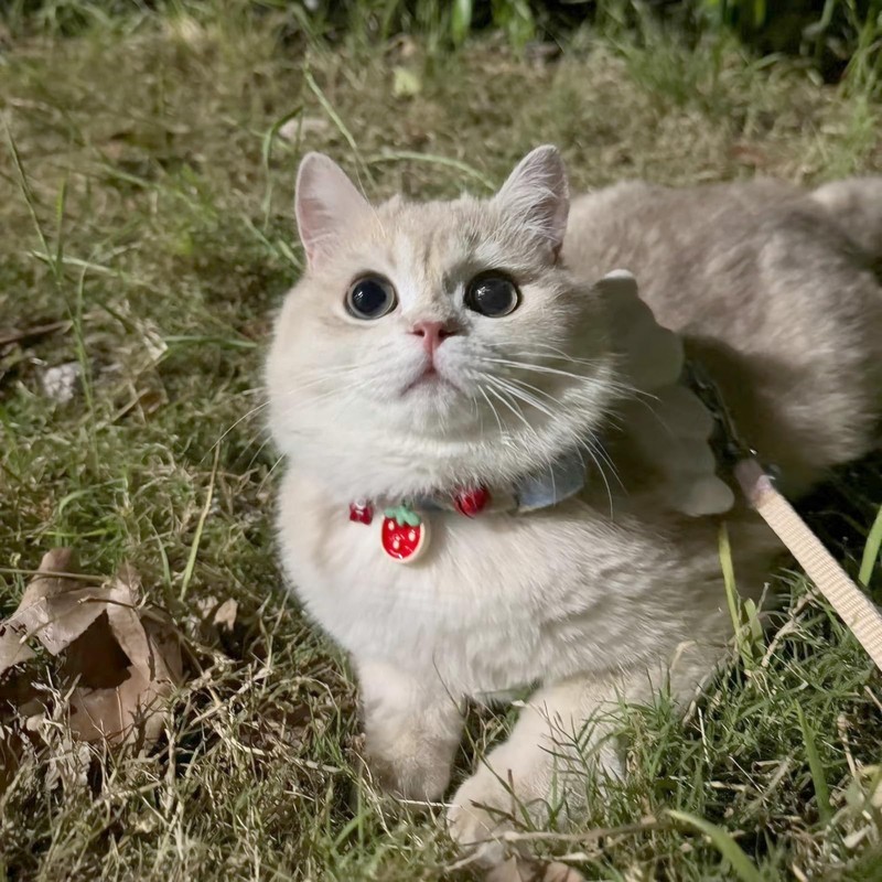 Hjvvr Cat Collar With Bell,Breakaway Pet Collar,Red Theme Strawberry Collar