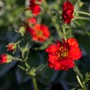 Outsidepride Geum Mrs. Bradshaw - 2000 Seeds