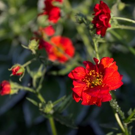 Outsidepride Geum Mrs. Bradshaw - 2000 Seeds