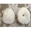 Giant White Sea Biscuit 4-5" Shell Sand Dollars