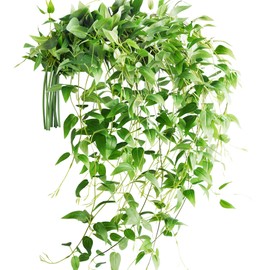 FiveSeasonStuff 10 Stems Artificial Silk Clematis| Fall Garland Greenery Leaves| Vine Floral Arrangment Accessories for Wall Hanging Backdrop Bouquet (Clematis Leaves Garland)