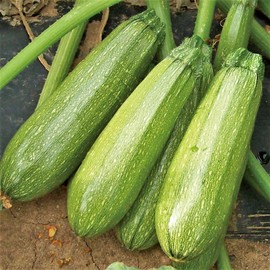 TomorrowSeeds Grey Zucchini Squash Seeds | Mexican Gray Calabacita Summer Courgette Kousa 2024