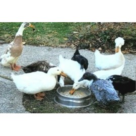 Nutrena Duck Feed Food Nutritionally Complete Niacin + Probiotics Calcium Duckling Wild  - 5 Pounds