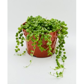 String of Pearls Succulents Live Plant in 4" inch Pot with Soil Fully Rooted. Easy to Care, Great for Home Office Wedding Decorations DIY Projects Party Favor by The Waterspout
