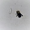 Carpenter Bee Traps for Outside – BB PRO® (200 Count)