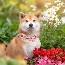 ADOGGYGO Floral Dog Collar with Bow, Red Pink Rose Flower Dog Bow Collar with Metal Buckle, Adjustable Pet Floral Collars for Medium Dogs (Medium)