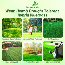 Outsidepride SPF-30 Hybrid Bluegrass Seeds - 5 lbs. Heat & Drought Tolerant, Texas Bluegrass & Kentucky Bluegrass Seed Mix for Challenging Climates, OptiGrowth Coated for Better Establishment