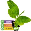 Hot Pink Ginger Live Herb Plant - Alpinia purpurata -