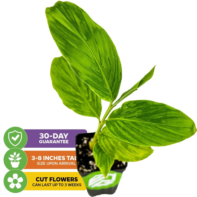 Hot Pink Ginger Live Herb Plant - Alpinia purpurata -