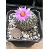 Big Cactus Blando Pelecyphora Aselliformis Hatchet Cactus 1 Headed 4”