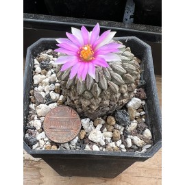 Big Cactus Blando Pelecyphora Aselliformis  Hatchet Cactus  1 Headed 4” pot