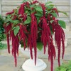 Outsidepride Red Amaranthus Seeds - 10000 Pcs Easy to Grow,