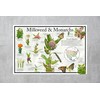 Where's Wildlife Monarch Butterfly & Milkweed Poster - Educational Nature