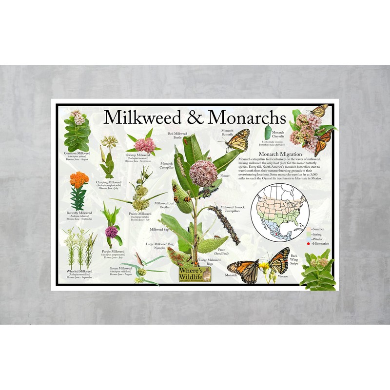 Where's Wildlife Monarch Butterfly & Milkweed Poster - Educational Nature
