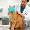 2Pcs Breathable Cat Muzzle with Soft Mesh Covered, Cat Muzzle
