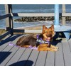 Doggie Stylz Blind Dog Harness No Pull No Escape Dog