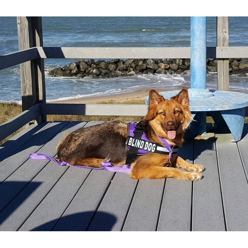 Doggie Stylz Blind Dog Harness No Pull No Escape Dog