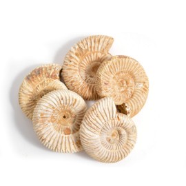 Serafino Genuine Fossil Madagascan Ammonite 150 Million Years Old! Jurassic Real Fossil 1-1.5"