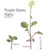 Wisconsin Fast Plants Hairy Purple Stem Seed, Pack of 50