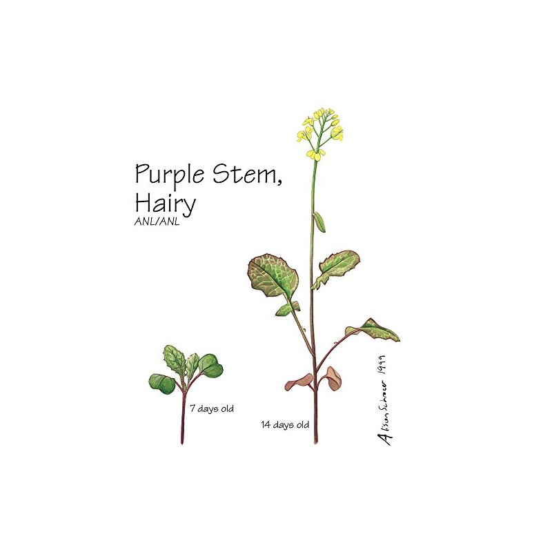 Wisconsin Fast Plants Hairy Purple Stem Seed, Pack of 50