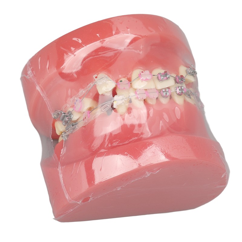 Demonstration Orthodontics Dental Model Disassembled Resin Teeth Model for Teaching
