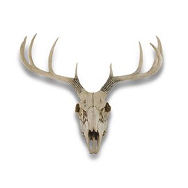 Things2Die4 Lifelike 10-Point Buck Deer Skull Replica - Exquisite Wall Hanging for Man Caves and Nature Enthusiasts - Intricately Crafted European Stag Skull Decor