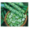 PREMIER SEEDS DIRECT - Broad Bean - Masterpiece Green -