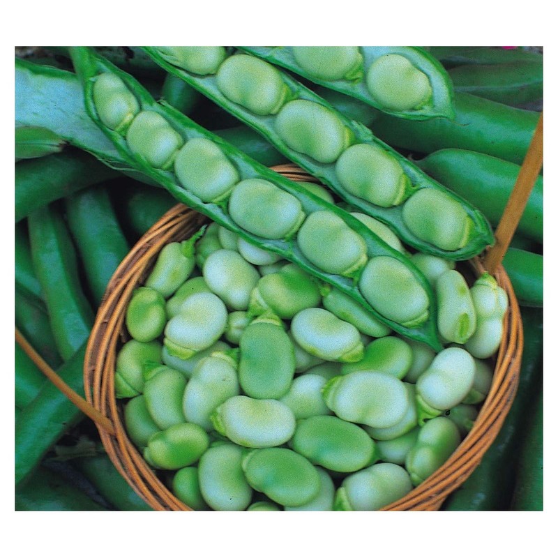 PREMIER SEEDS DIRECT - Broad Bean - Masterpiece Green -
