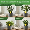 Pattler Trappola Moscerini per Piante da Interno – 30 Pezzi.