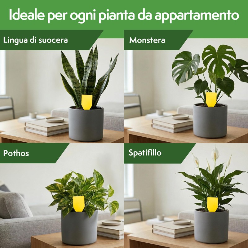 Pattler Trappola Moscerini per Piante da Interno – 30 Pezzi.