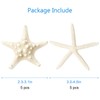 SKOOLOVE 10PCS Natural Starfish Mixed, Finger Starfish and Bread Starfish