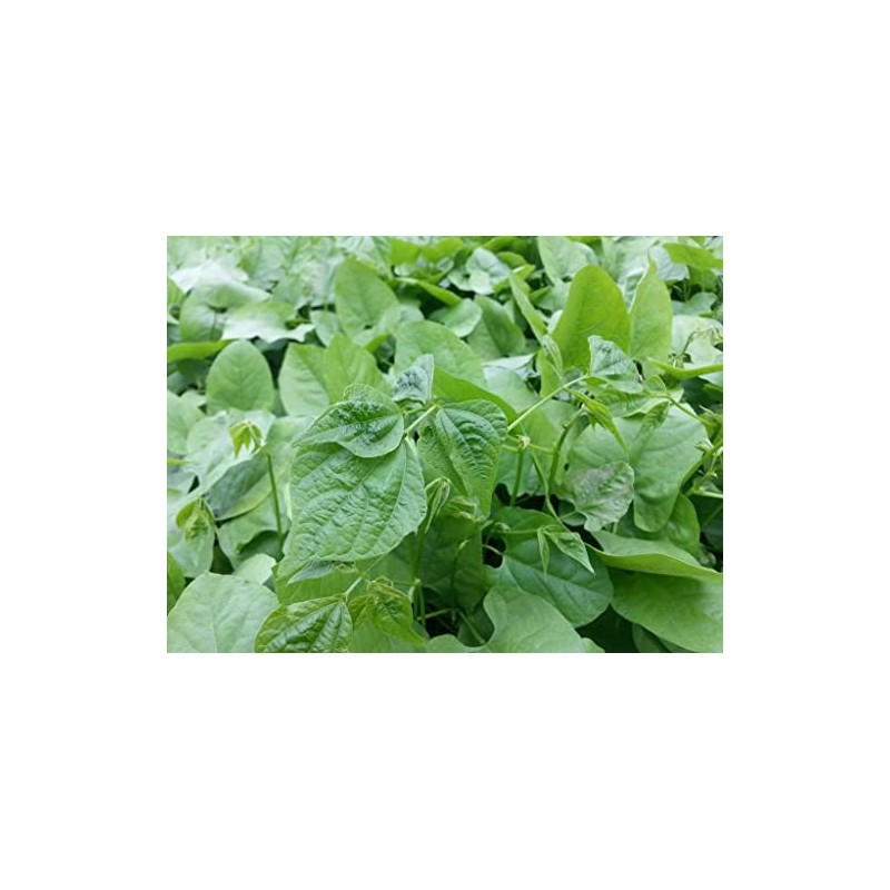 Lablab Food Plot Seed (25 Lbs.)