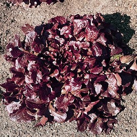Oakleaf - Red Leaf Lettuce Seeds - 0.25 Oz ~6250 Seeds - Non-GMO, Heirloom - Vegetable Garden - Lactuca Sativa