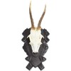 Horns Board Roe Roe Buck Made of Oak Wood with