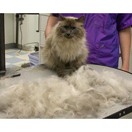 Hansi Naturals Dr. Jordan's deshedding Tool removes Undercoat and Loose Hair Small Size for Dog or Cat Shedding