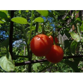 J&L Gardens Myrium - prolific cherry tomato with a beautiful name