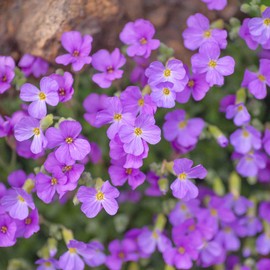 Purple Rock Cress Seeds Aubrieta Perennial Easy to Care GMO Free Hardy Rock Garden Edging Ground Cover Outdoor 50Pcs Flower Seeds by YEGAOL Garden