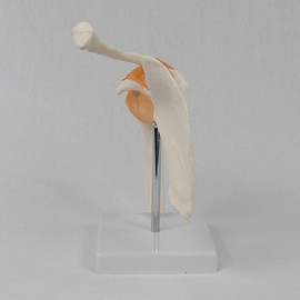 kokiya Human Shoulder Joint Model Shoulder Skeleton Model Teaching Aid Lightweight with Ligament for Learning Lab Researching