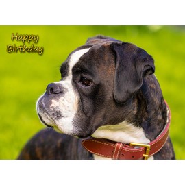 Boxer Dog Birthday Greeting Card