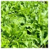 Everwilde Farms - 1 Oz Organic Royal Oakleaf Leaf Lettuce