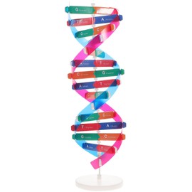NUOBESTY Double Helix Model DNA Model Kit DNA Structure Models Human Genes Learning Kit Biological Teaching