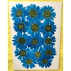 hukusan Flower Pack North Pole Blue Fuk – 1044 