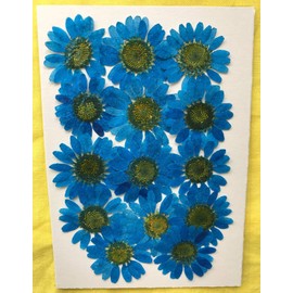 hukusan Flower Pack North Pole Blue Fuk – 1044 