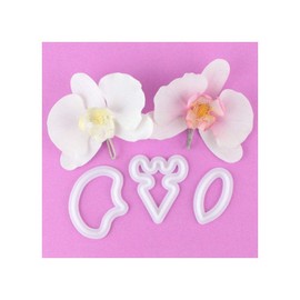 FMM Moth Orchid