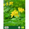 Biojoy Organic Celandine Tea (100g), Dried and Sliced (Chelidonium Majus)