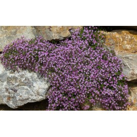 Fresh 1,000 Pink Rock Soapwort Flower Seeds (Saponaria Ocymoides) | Soap Alternative