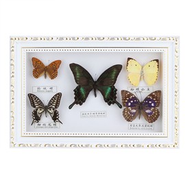 Exquisite Butterflies Insect Specimen Craft Birthday Gift Home Decor Ornament (White Frame)